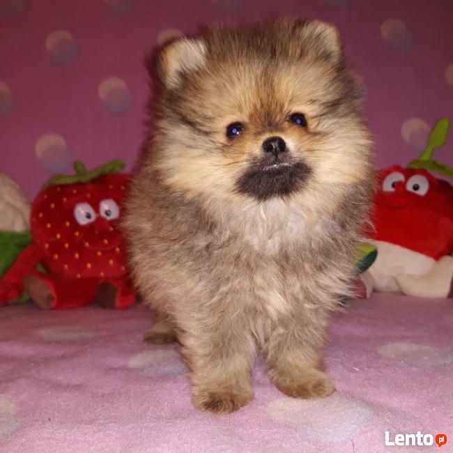 POMERANIAN-szpic miniaturowy