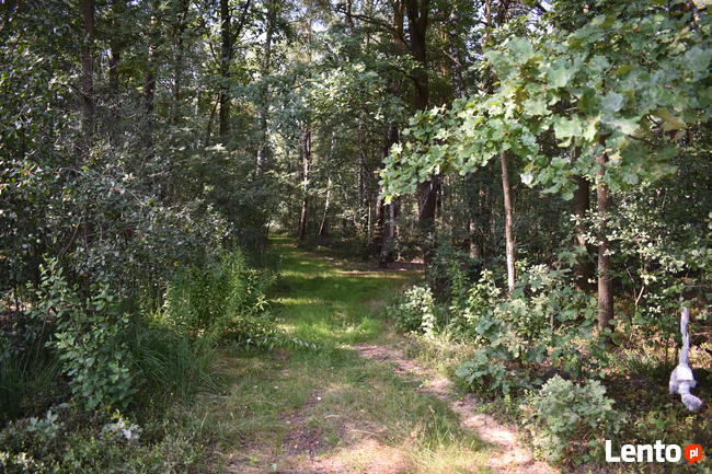 Działka leśna w miejscowości Stary Żabieniec ( 4308 m2 )