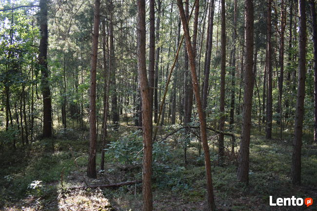 Działka leśna w miejscowości Stary Żabieniec ( 4308 m2 )