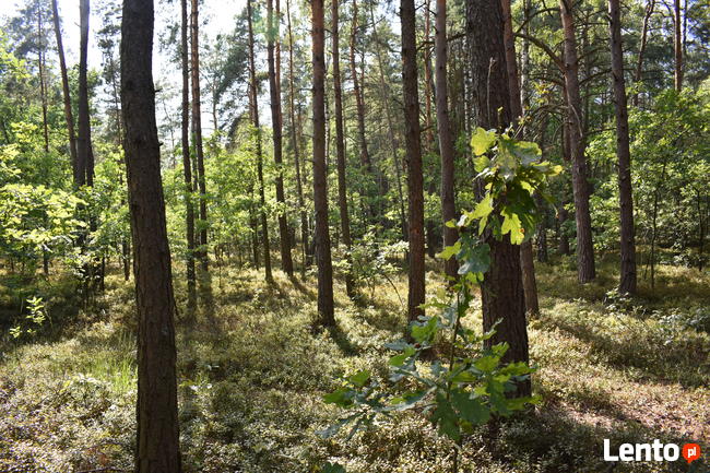 Działka leśna w miejscowości Stary Żabieniec ( 4308 m2 )