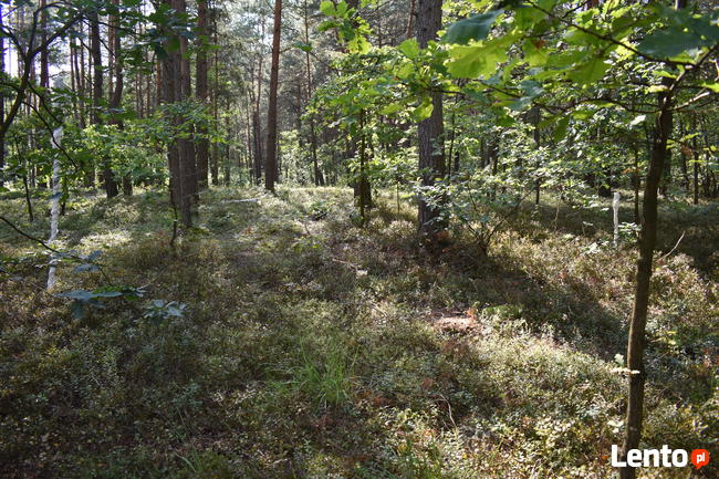 Działka leśna w miejscowości Stary Żabieniec ( 4308 m2 )