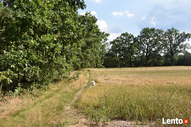 Działka leśna w miejscowości Stary Żabieniec ( 4308 m2 )