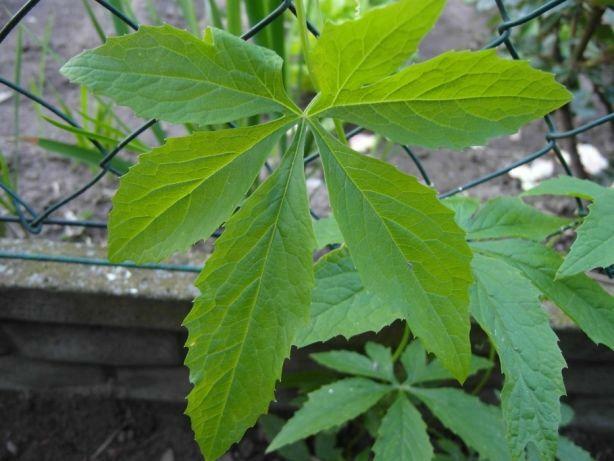 Cyklantera stopowa, Cyclanthera pedata, nasiona