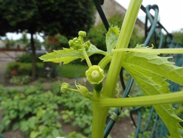 Cyklantera stopowa, Cyclanthera pedata, nasiona