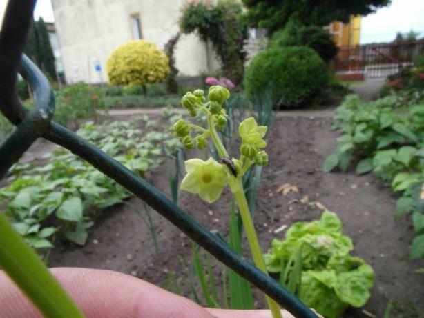 Cyklantera stopowa, Cyclanthera pedata, nasiona