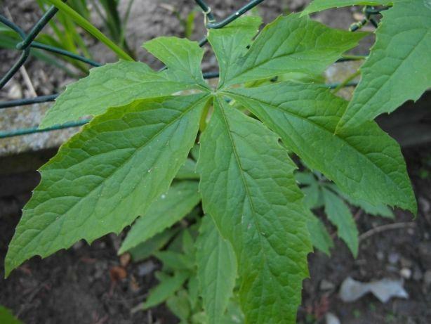 Cyklantera stopowa, Cyclanthera pedata, nasiona