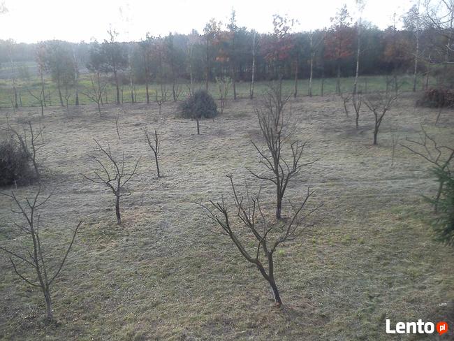 CIĘCIE DRZEW OWOCOWYCH JABŁONI , SADÓW CIECIE FITOSANITARNE