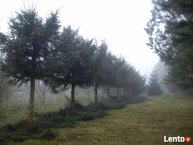 CIĘCIE DRZEW OWOCOWYCH JABŁONI , SADÓW CIECIE FITOSANITARNE