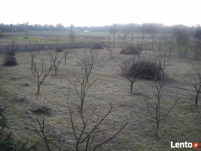 CIĘCIE DRZEW OWOCOWYCH JABŁONI , SADÓW CIECIE FITOSANITARNE