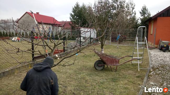 CIĘCIE DRZEW OWOCOWYCH JABŁONI , SADÓW CIECIE FITOSANITARNE