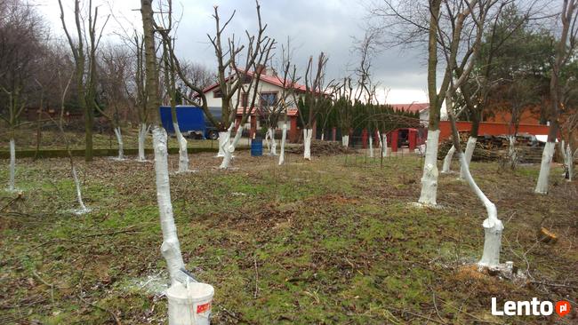 CIĘCIE DRZEW OWOCOWYCH JABŁONI , SADÓW CIECIE FITOSANITARNE