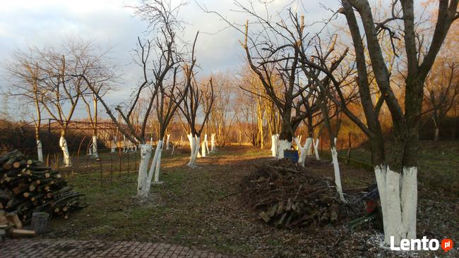 CIĘCIE DRZEW OWOCOWYCH JABŁONI , SADÓW CIECIE FITOSANITARNE
