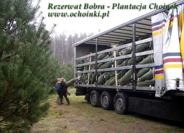 Hurtowa i detalicza sprzedaż choinek z własnej plantacji
