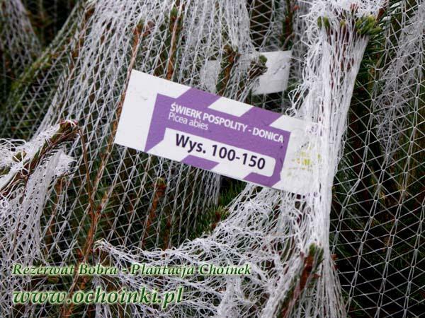 Hurtowa i detalicza sprzedaż choinek z własnej plantacji