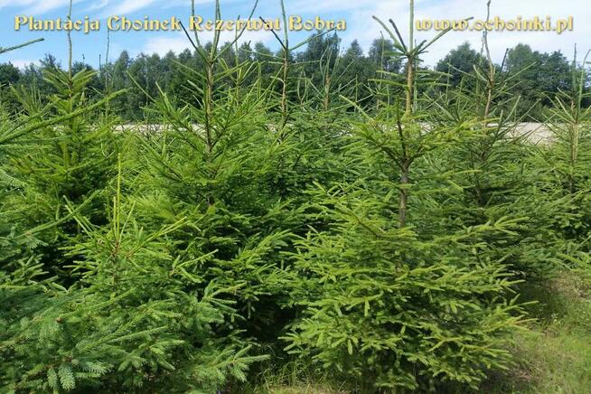 Hurtowa i detalicza sprzedaż choinek z własnej plantacji