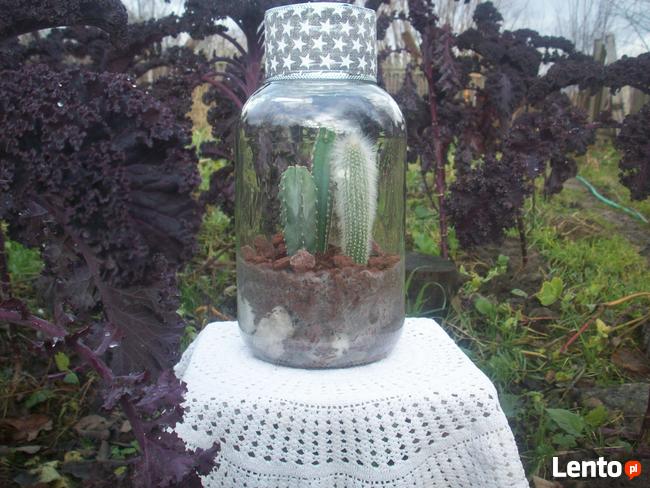 Żywa kompozycja roślinna w szkle 2