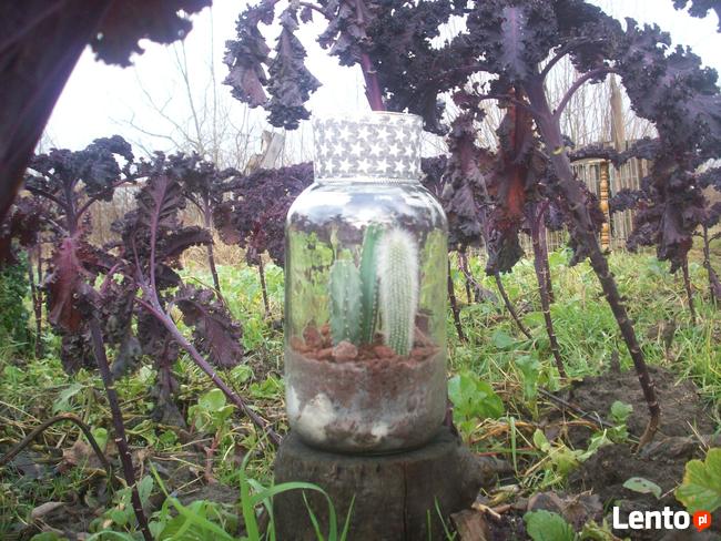 Żywa kompozycja roślinna w szkle 2