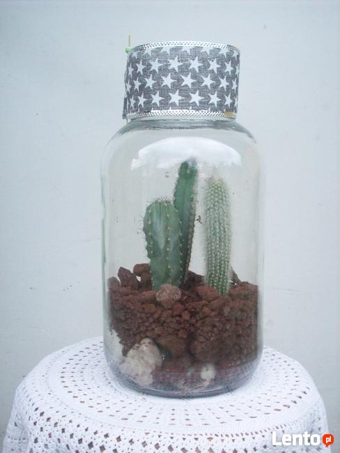 Żywa kompozycja roślinna w szkle 2