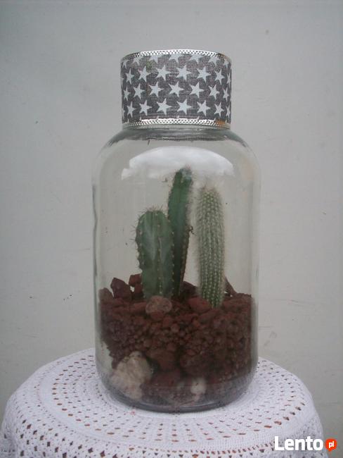 Żywa kompozycja roślinna w szkle 2