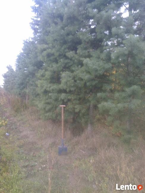 Jodły kalifornijskie , Abies concolor, duże drzewa