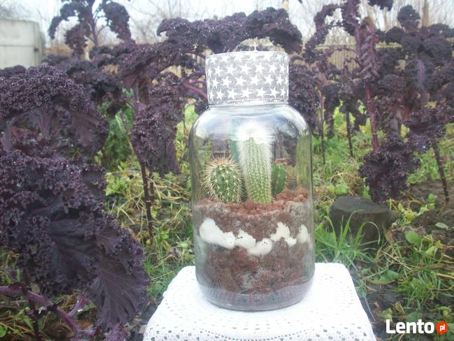 Żywa kompozycja roślinna w szkle 1