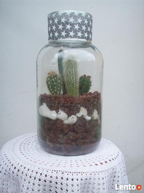 Żywa kompozycja roślinna w szkle 1