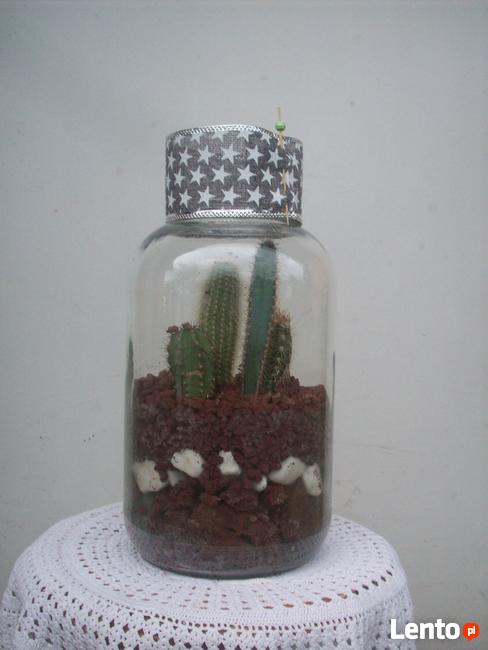 Żywa kompozycja roślinna w szkle 1