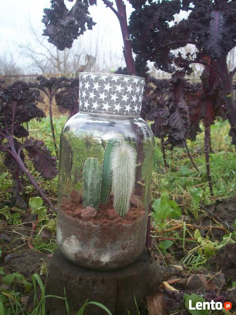 Żywa kompozycja roślinna w szkle 2