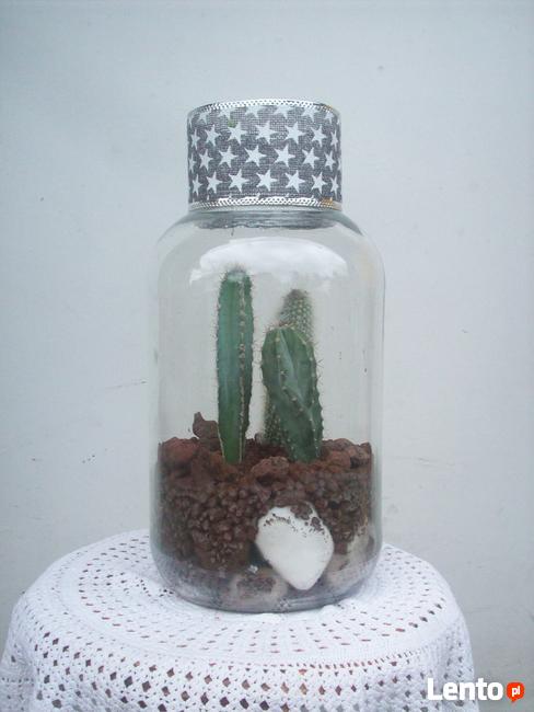 Żywa kompozycja roślinna w szkle 2