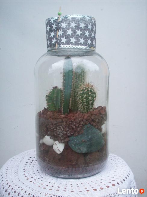 Żywa kompozycja roślinna w szkle 1