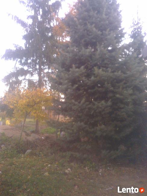Jodły kalifornijskie , Abies concolor, duże drzewa