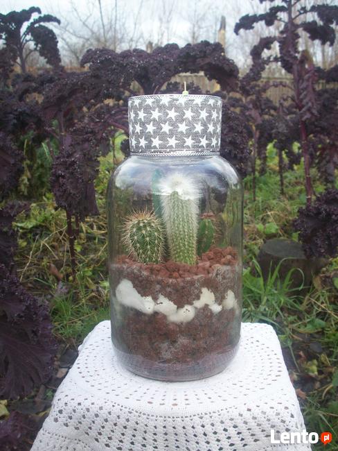 Żywa kompozycja roślinna w szkle 1