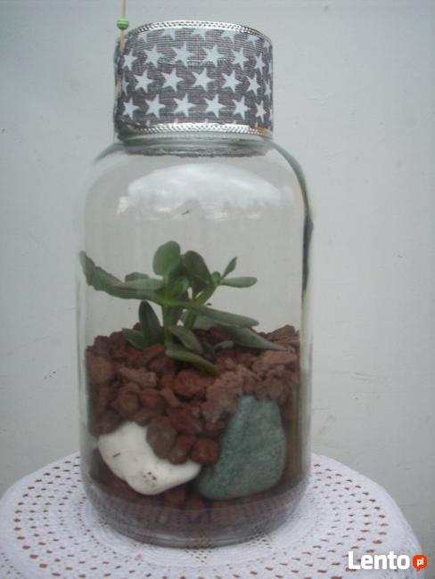 Żywa kompozycja roślinna w szkle 3