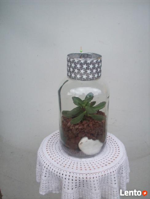 Żywa kompozycja roślinna w szkle 3