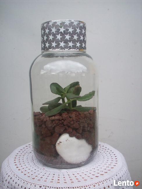 Żywa kompozycja roślinna w szkle 3