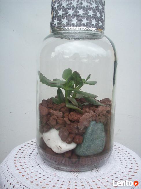 Żywa kompozycja roślinna w szkle 3