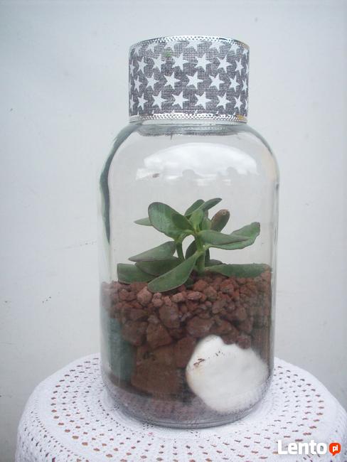 Żywa kompozycja roślinna w szkle 3