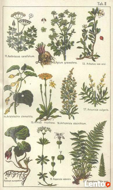 DrCzarnowski - Zielnik Lekarski 125 ziół używ. w lecznictwie