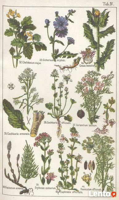 DrCzarnowski - Zielnik Lekarski 125 ziół używ. w lecznictwie