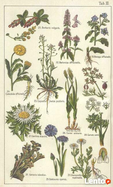 DrCzarnowski - Zielnik Lekarski 125 ziół używ. w lecznictwie