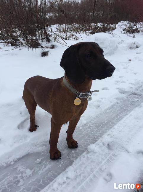 Niko - posokowiec bawarski, krycie