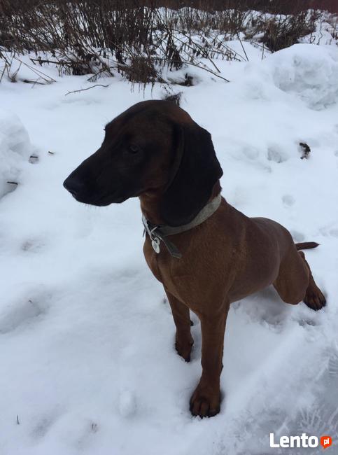 Niko - posokowiec bawarski, krycie