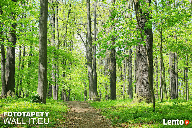 Fototapety na wymiar, naklejki, obrazy Drukarnia dla każdego