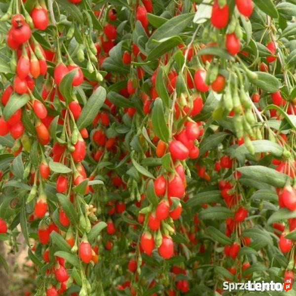 sadzonki jagody goji (kolcowój chiński)