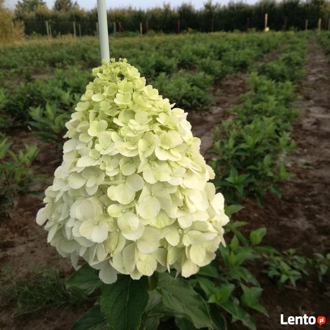 Hortensje Bukietowe Premium