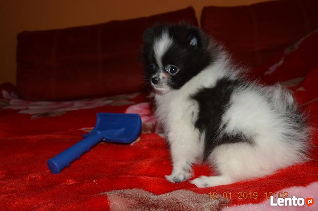 Pomeranian/ szpic miniaturowy . sliczne szczenieta. Gdansk