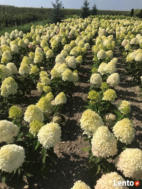 Hortensje Bukietowe Premium