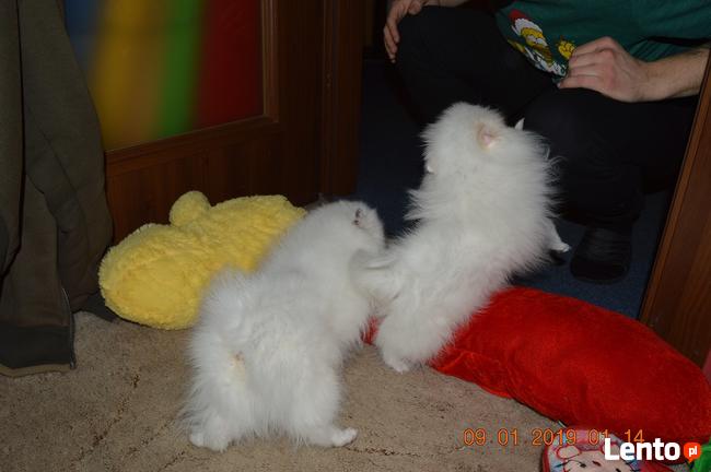 Pomeranian/ szpic miniaturowy . sliczne szczenieta. Gdansk