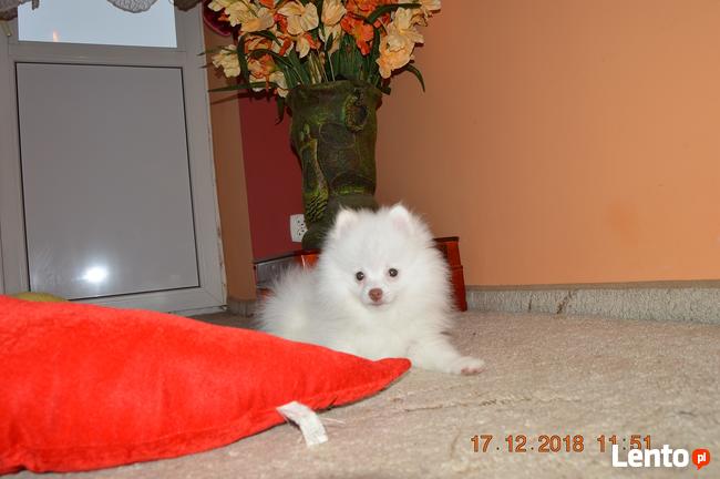 Pomeranian/ szpic miniaturowy . sliczne szczenieta. Gdansk