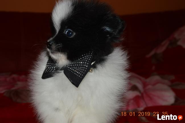 Pomeranian/ szpic miniaturowy . sliczne szczenieta. Gdansk